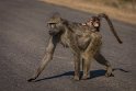 084 Kruger National Park, bavianen